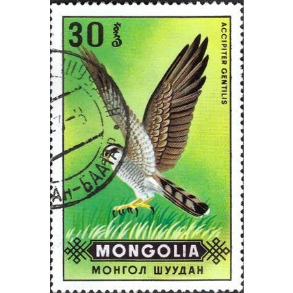 MONGOLIA, BIRD, Northern Goshawk, Accipiter gentilis, green 1970, 30mongo