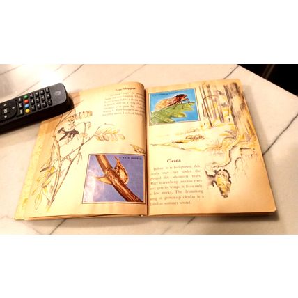 Old Vintage Little Golden Activity Book Insect Stamps (A) First Edition 1958