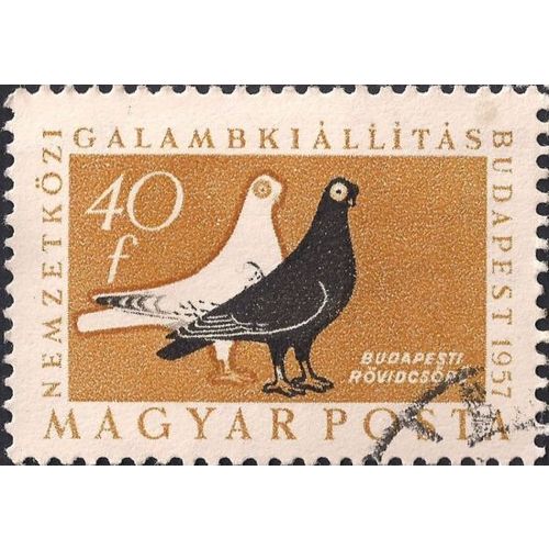 HUNGARY, BIRDS, Pigeon Exhibition, orange 1957, 40f