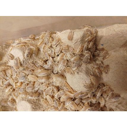 100 Dairy Cow Isopods, Woodlice, SMALL Porcellio laevis Live food c.u.c.