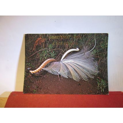 LYREBIRD birds, KALLANGUR, QUEENSLAND AUSTRALIA unused postcard =