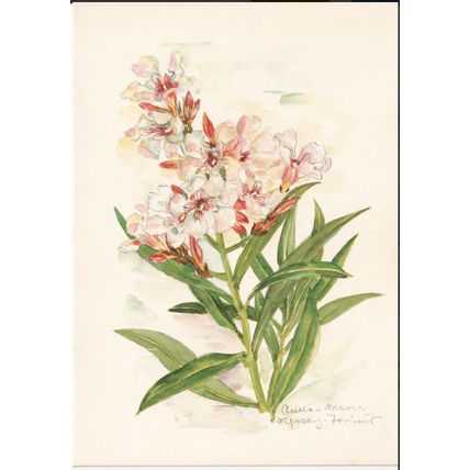 Unused Art Postcard - Oleander - Nerium oleander