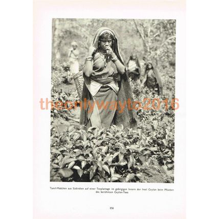Tamil Maiden in Tea Plantation, Sri Lanka (Ceylon), Photo Book Illustration 1935