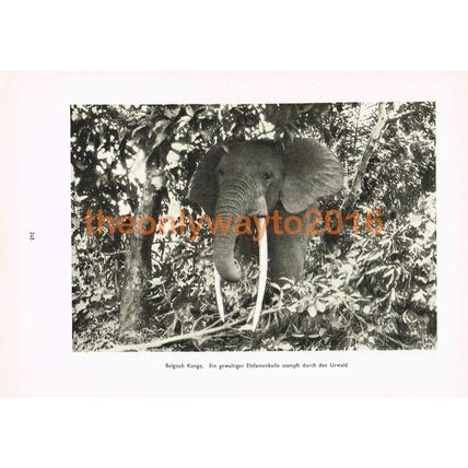 Bull Elephant, DRC, (Belgian Congo), Africa, Photo Book Illustration 1935