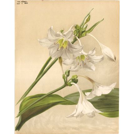 EUCHARIS STEVENSI 1894 Henry George Moon CHROMOLITHOGRAPH