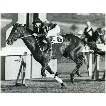 DVD - The STAR KINGDOM Dynasty - One of Australia's Greatest Sires!!