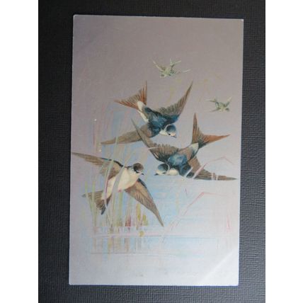 House Martin Birds Vintage Postcard