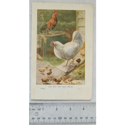 Coloured illustration: The Hen and Her Chicks