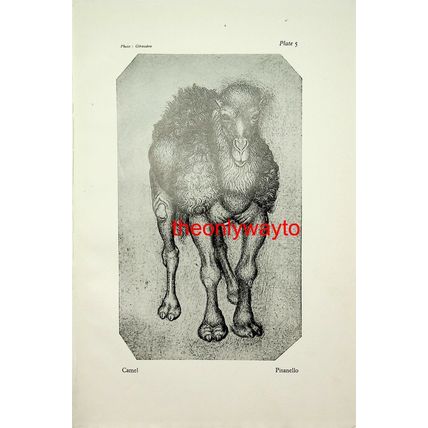Camel, Pisanello, Book Illustration (Print), 1929