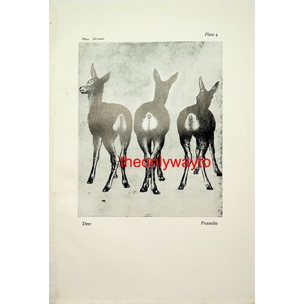 Deer, Pisanello, Book Illustration (Print), 1929