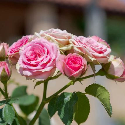 Rose Plant in Pot 'Pretty Polly' Repeat Flowering Bush Garden Ready Live Shrub