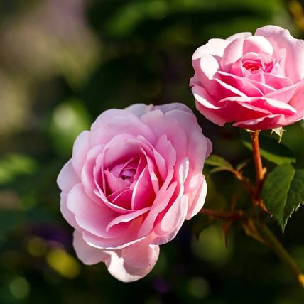 Rose Plant in Pot 'Pretty Polly' Repeat Flowering Bush Garden Ready Live Shrub