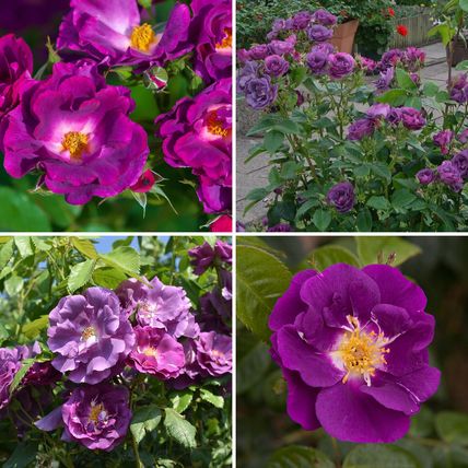 Rose Plant in Pot 'Rhapsody in Blue' Floribunda Bush Garden Ready Live Shrub