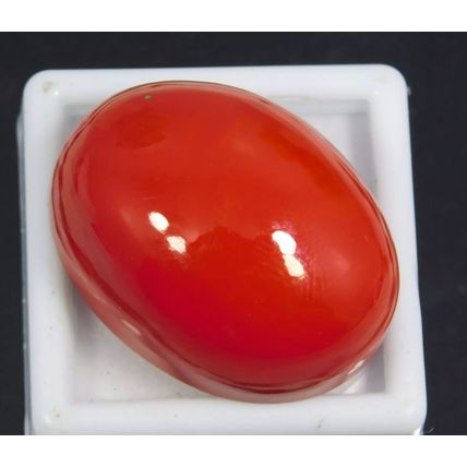 Natural Italian Red Coral 57.85 Ct Oval Cabochon Cut Loose Gemstone Top Quality