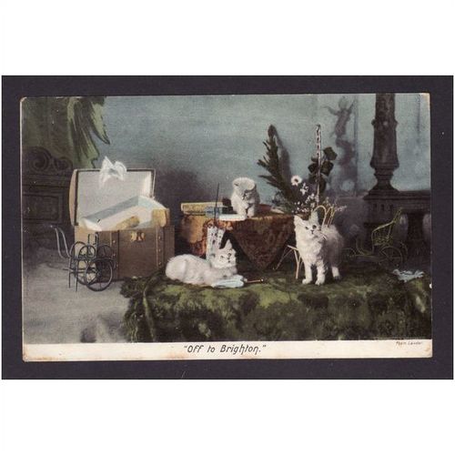 ANIMALS - CATS - HOLIDAY 1903 USED