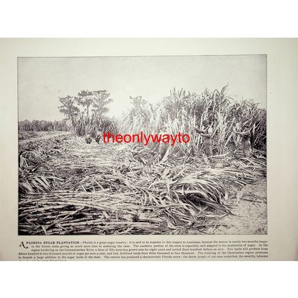 David, Sculpture, Florence And Florida Sugar Plantation, Book Illustration, 1896