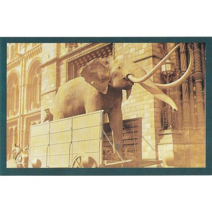 Postcard Elephant Natural History Museum South Kensington London 1930s Nostalgia