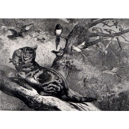 MONTHS: APRIL 1871 Cat - Rabbit - Birds - George Bouverie Goddard ENGRAVING