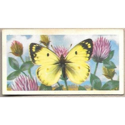 Brooke Bond Tea card BRITISH BUTTERFLIES no.45 Pale Clouded Yellow