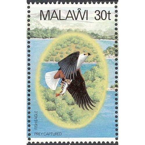 Malawi 1983 African Fish Eagle 30t Unmounted Mint NHM SG 677 Sc 418d Bird Stamp