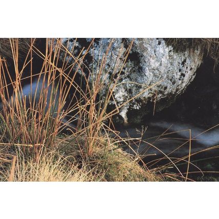 Ger Cadair Idris Welsh Local Nature Photographer Rare Postcard