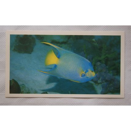 1988 Players Doncella The Living Ocean No. 20 Queen Angelfish