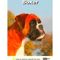 Boxer