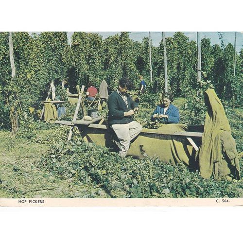 Hop Pickers In England Postcard (ETH12234)