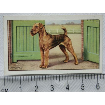 1936 Gallaher Dogs 1st Series No. 19 The Airedale