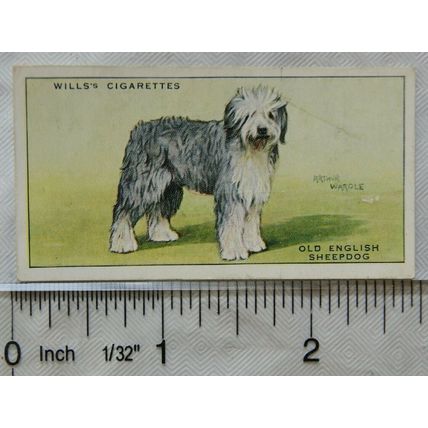 1937 Wills Dogs No. 31 Old English Sheepdog
