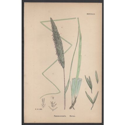 MARRAM - PSAMMA ARENARIA 1872 John Edward Sowerby PLANT PRINT
