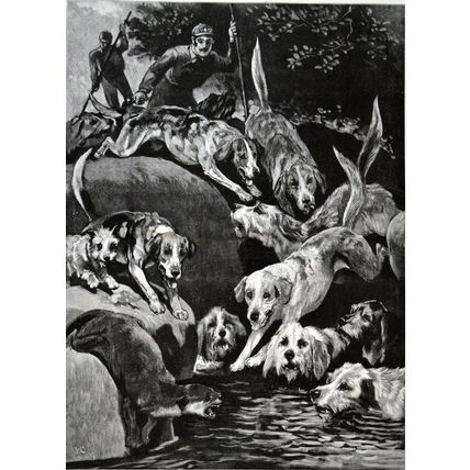 OTTER HUNTING IN CUMBERLAND - THE OTTER CORNERED 1889 VICTORIAN ENGRAVING
