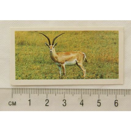 1977 Goodies card Wild Life No. 12 Grant's Gazelle