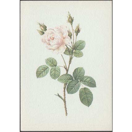 Rose - Rosa Muscosa, c.1960s - Fernand Hazan Postcard