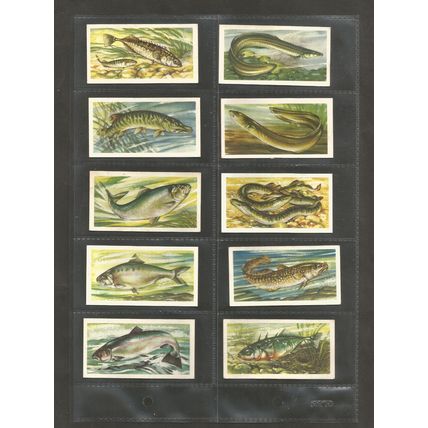 Brooke Bond Original Vintage Full Set of 50 Tea Cards Freshwater Fish 1961