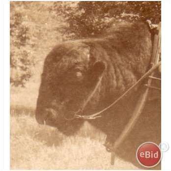 Vintage Buffalo Covered Wagon Photo Postcard RPPC