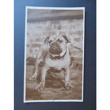 British Bulldog Vintage Postcard