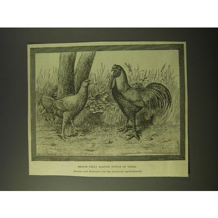 1887 Illustration by J Payne Ad - Begum Pilly Gaguze Fowls of India