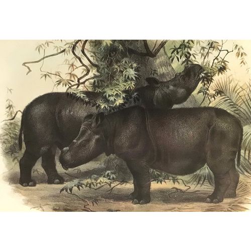Sumatran Rhinoceros antique Print Lithograph Animal Art Decor Orig to frame