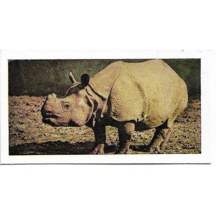 Wild Animals 1958 Horniman's Tea Card 46 - Rhinoceros