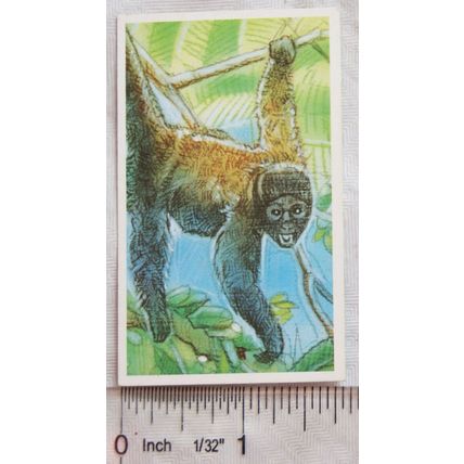 Brooke Bond Going Wild No. 31 Woolly Spider Monkey, Wildlife Survival Challenge