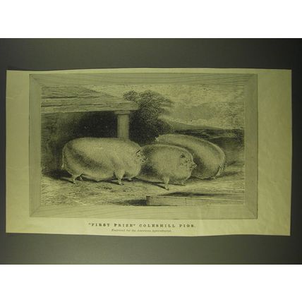 1887 Illustration of First Prize Coleshill Pigs