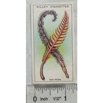 1928 Wills Wonders of the Sea No. 42 Sea Pens