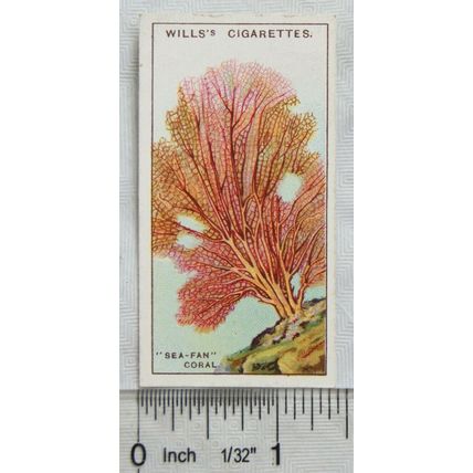1928 Wills Wonders of the Sea No. 41 The Sea-fan Coral