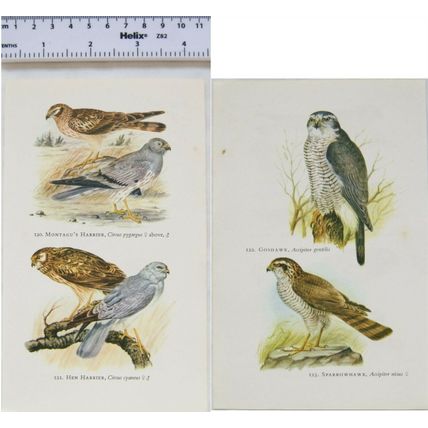 Coloured illustration: Goshawk, Sparrowhawk, Montagu's Harrier, Hen Harrier