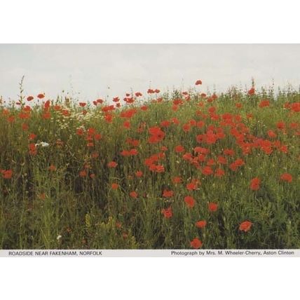 Poppy Field Military Flowers at Fakenham Norfolk Village British Legion Postcard