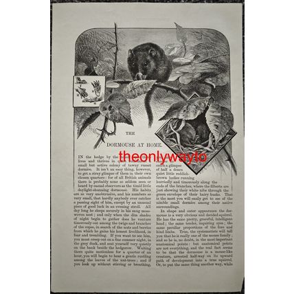 Dormouse, Book Illustration (Print), 1884