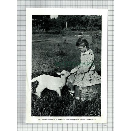 (6614) Ringmer Sussex - 1954 Cutting