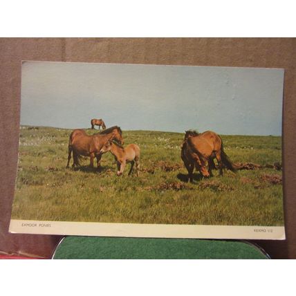 EXMOOR PONIES, EXMOOR SOMERSET unused vintage postcard by Jarrold =