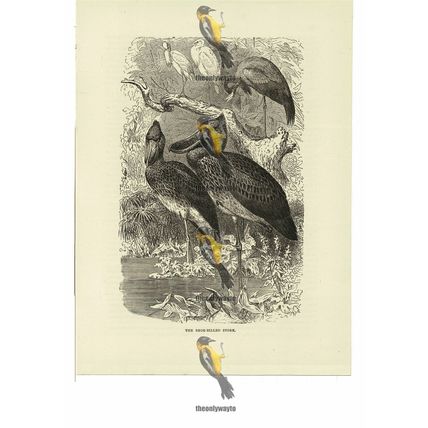Shoe Billed Stork, Book Illustration (Print), 1884